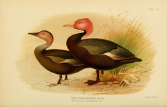 Pink-Headed Duck photo 4