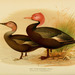 Pink-headed Duck - Photo (c) Biodiversity Heritage Library, some rights reserved (CC BY-NC-SA)