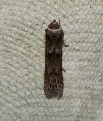 Blastobasis phycidella