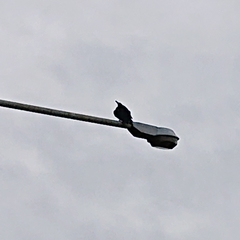 Corvus macrorhynchos