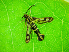 Chamaesphecia empiformis