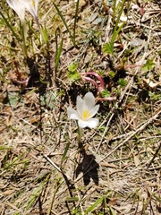 Crocus vernus