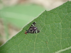Herina frondescentiae