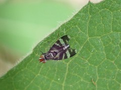 Herina frondescentiae