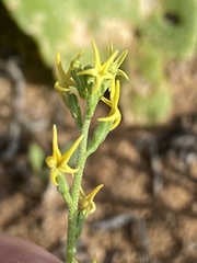 Manulea karrooica