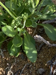 Manulea karrooica