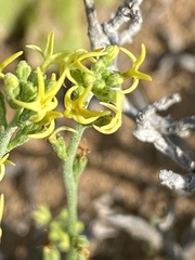 Manulea karrooica