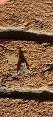 Eucarta virgo