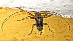 Macropophora accentifer