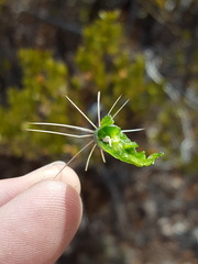 Coryphantha macromeris macromeris