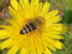Apis mellifera