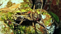 Macropophora accentifer