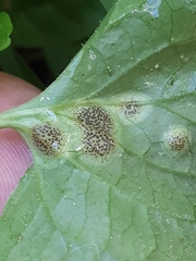 Puccinia fergussonii