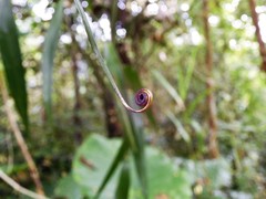 Flagellaria indica