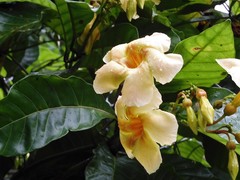 Odontadenia semidigyna