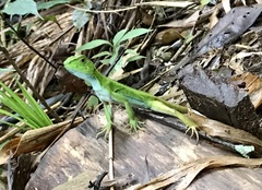 Enyalius