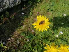 Apis mellifera