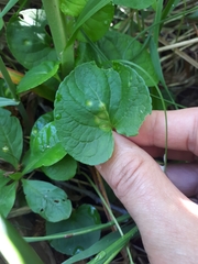Puccinia fergussonii