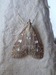 Udea olivalis