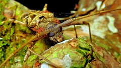 Macropophora accentifer