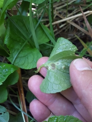 Puccinia fergussonii