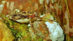 Macropophora accentifer