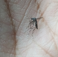 Aedes aegypti