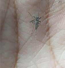 Aedes aegypti