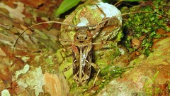 Macropophora accentifer