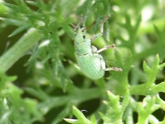 Phyllobius virideaeris