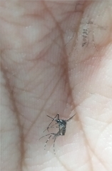 Aedes aegypti