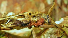 Macropophora accentifer