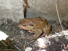 Bufo verrucosissimus