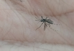 Aedes aegypti
