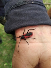 Purpuricenus kaehleri