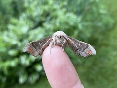 Cicinnus melsheimeri