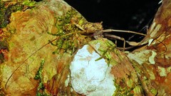 Macropophora accentifer