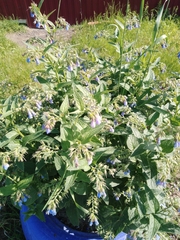 Symphytum caucasicum