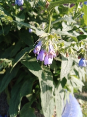 Symphytum caucasicum