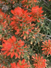 Castilleja brevilobata