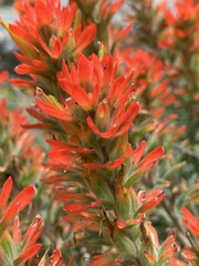 Castilleja brevilobata