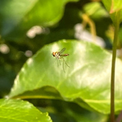 Chrysopilus modestus
