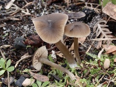 Entoloma aromaticum
