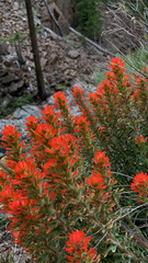 Castilleja brevilobata