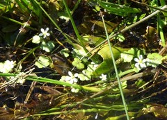 Ranunculus omiophyllus
