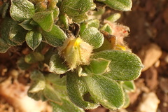 Aizoon karooicum
