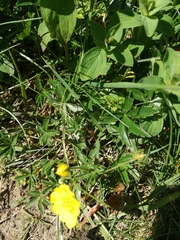 Potentilla aurea