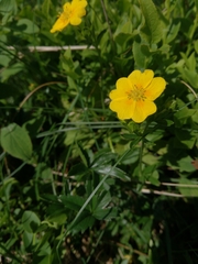 Potentilla aurea