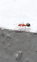 Dolichoderus taprobanae