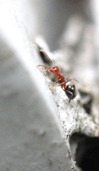 Dolichoderus taprobanae